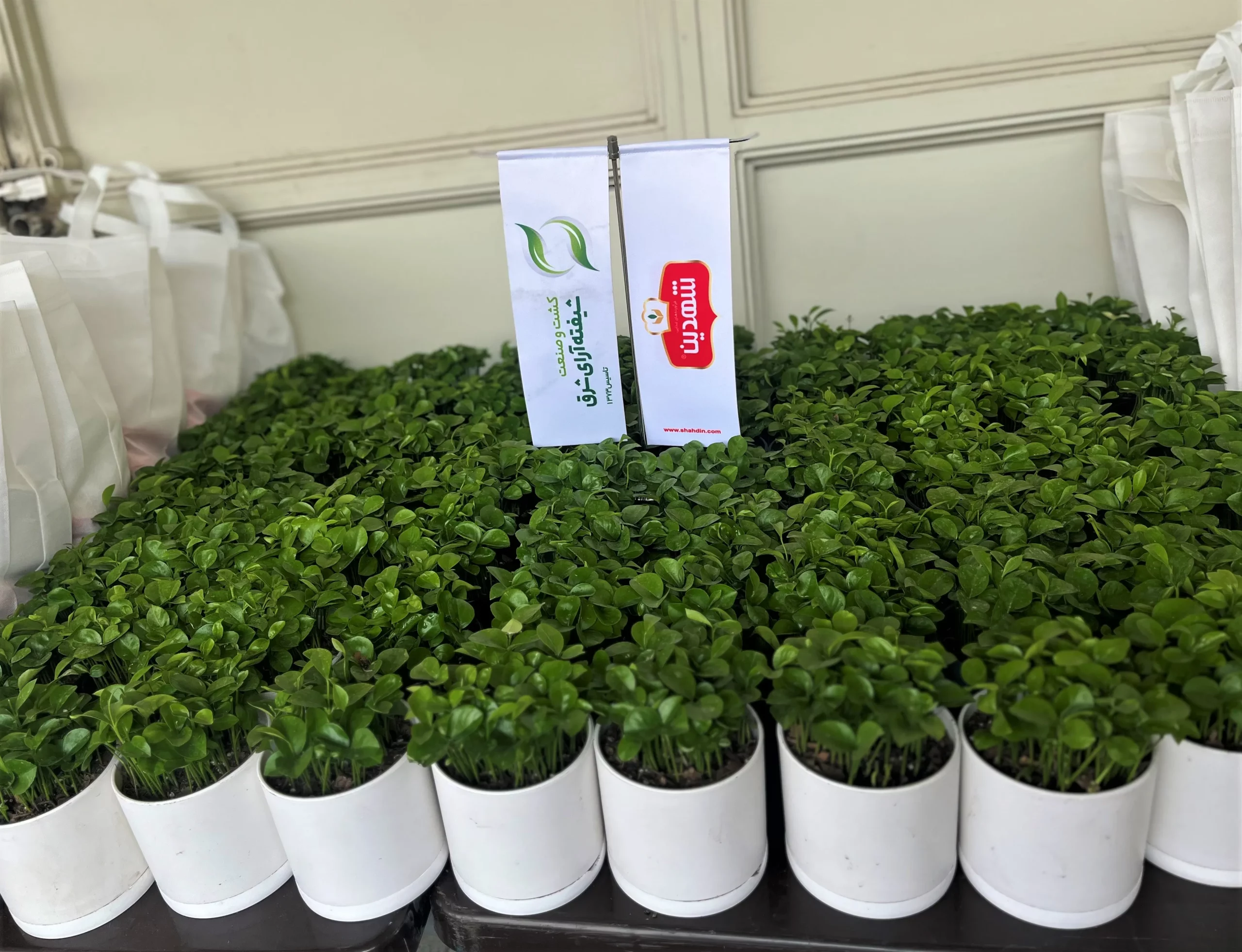 جشن باشکوه نوروزی شرکت کشت و صنعت شیفته آرای شرق؛ تقدیر از یک سال درخشان و آغاز سالی پر امید